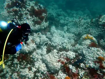 Short Plumose Anemones
