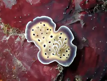 Cave Goniobranchus Dorid