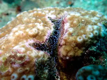 Coral