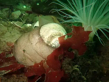 Moon Snail