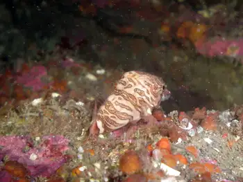 Grunt Sculpin