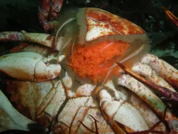 eggs red rock crab