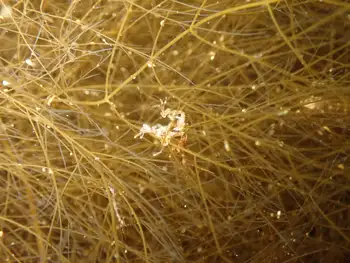 Alaskan Skeleton Shrimp