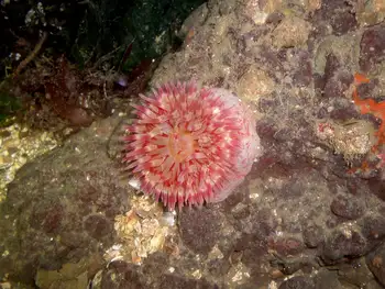 Painted Anemone