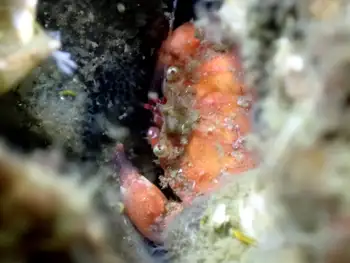 Pygmy Rock Crab