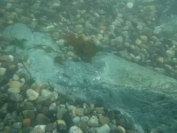 Shallows