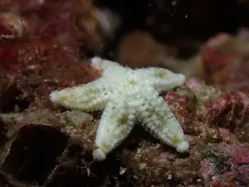 Velcro Star
