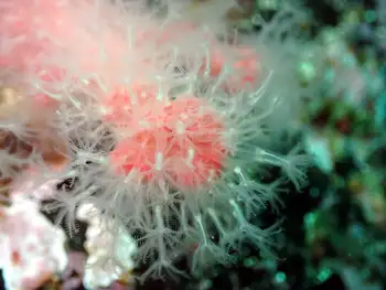 Red Soft Coral