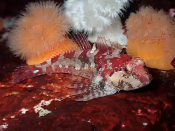 Scalyhead Sculpin