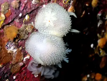 Pilose Dorids