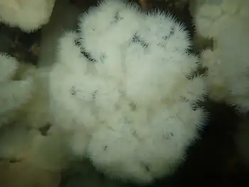 Metridium Anemone