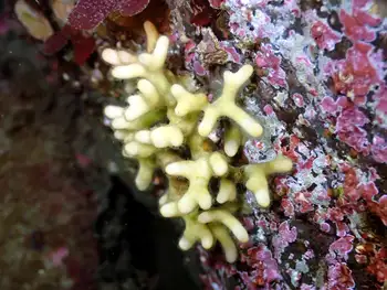 Northern Staghorn Bryozoan