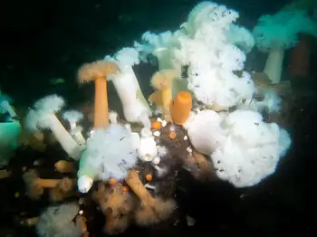 Metridium Anemones