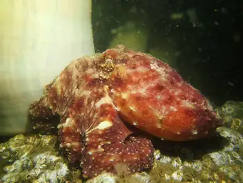Red Octopus