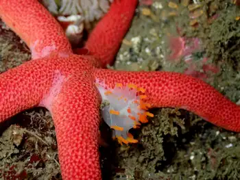 bold clown nudibranch
