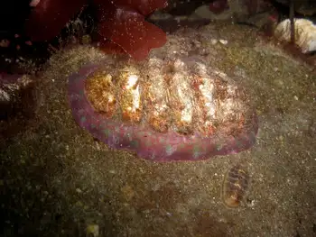 painted dendrochiton