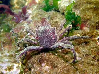 Northern Kelp Crab