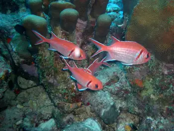 blackbar squirrelfish