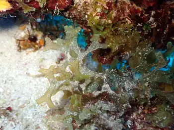 Algae
