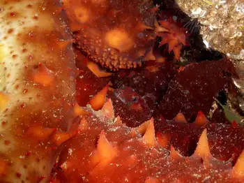 California Sea Cucumbers
