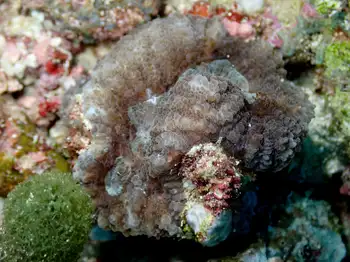 Coral