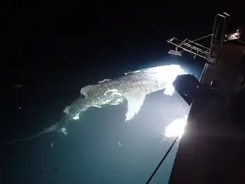 Whale Shark