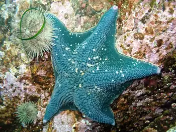 Bat Star