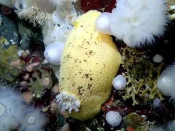 Noble Sea Lemon