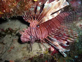 Lionfish