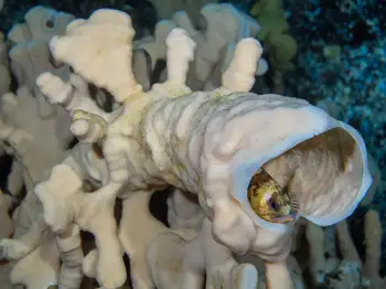 Cloud Sponge