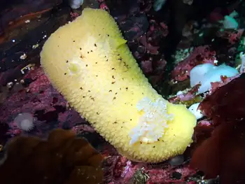 Noble Sea Lemon