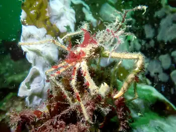 Graceful Decorator Crab