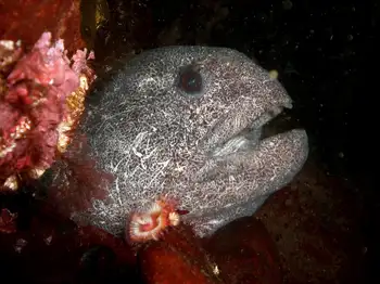 Wolf Eel