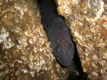 Wolf Eel