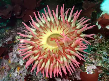 Fish Eating Anemone