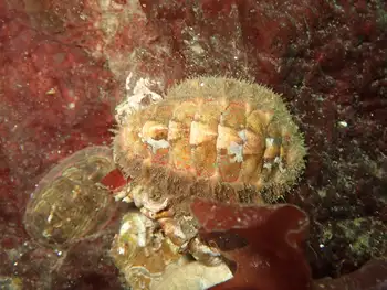 Chiton