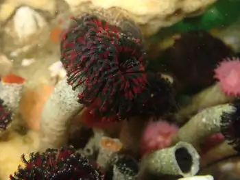 vancouver feather duster worm