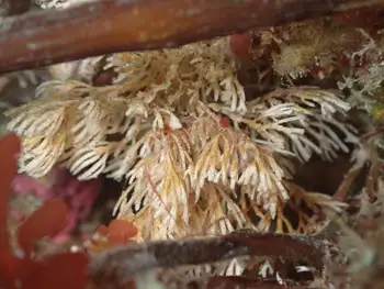 Bryozoan