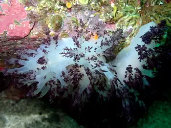 Red Dendronotid