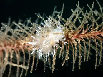 Dall's Dendronotid
