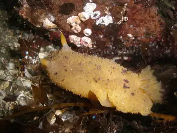 Monterey Sea Lemon