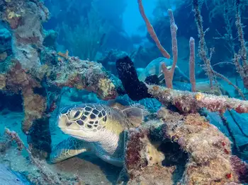 green sea turtle