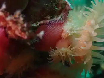 Proliferating Anemone