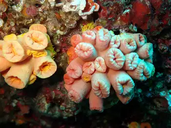 Tubastraea coccinea Coral