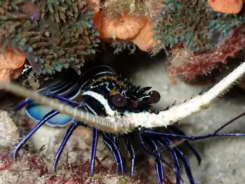 Painted Rock Lobster