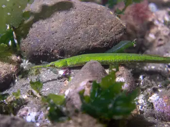 bay pipe fish