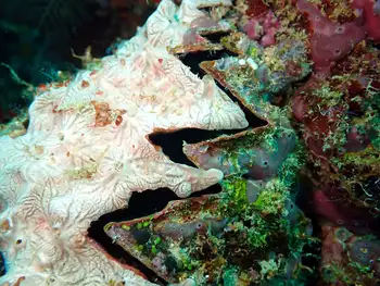 cockscomb oyster