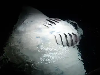 Reef Manta