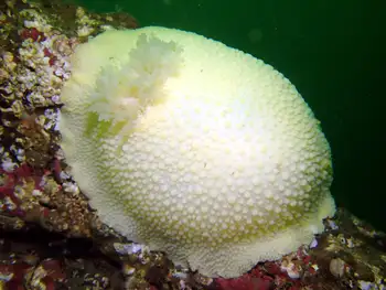 Noble Sea Lemon