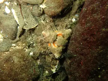 Rhinoceros Crab